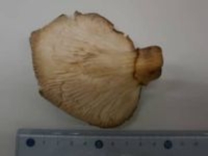 野生のシイタケと間違えて毒キノコの「ツキヨタケ」を食べた女性が食中毒に　入院するも快方に向かう　静岡・富士宮市