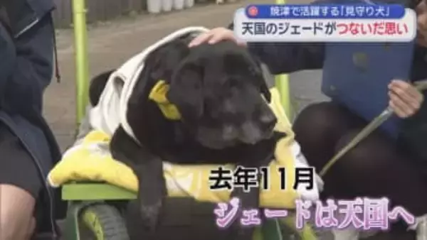 見守り犬「ジェード」の活動を引き継いで子どもたちの登校を見守るオスのゴールデンレトリバー「ウォーク」 静岡・焼津市