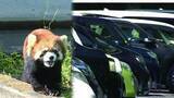 「「駐車場完全予約制」で去年来園者が大幅に減った日本平動物園　午後1時から予約不要にした今年はどう？　静岡市駿河区」の画像1