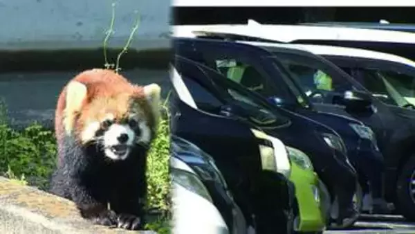 「駐車場完全予約制」で去年来園者が大幅に減った日本平動物園　午後1時から予約不要にした今年はどう？　静岡市駿河区
