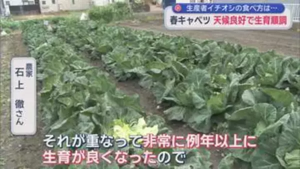 旬を迎えた春キャベツは価格もお手頃　春キャベツのおいしい食べ方を生産者にきいてみた
