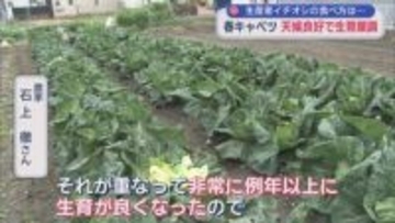 旬を迎えた春キャベツは価格もお手頃　春キャベツのおいしい食べ方を生産者にきいてみた