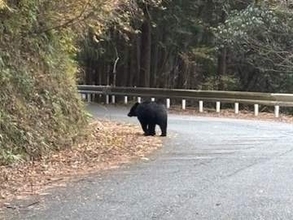 登山道でクマの目撃情報　「鈴やラジオを携帯して登山を」　静岡・裾野市