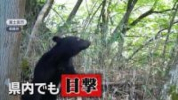 クマはもうすぐ冬眠するの?　「いえいえ、エサがあれば冬眠しません」　住宅に迫るクマ…静岡県内の対策は