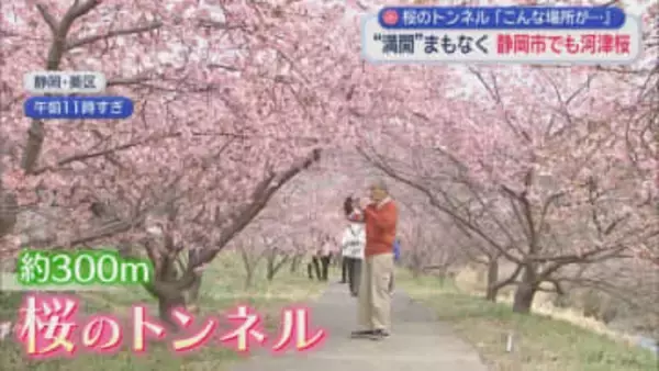 静岡市でも河津桜が見頃に～あさはた緑地