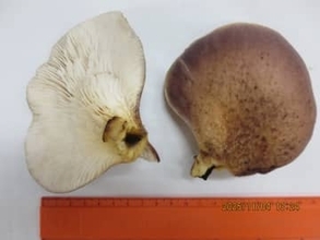 シイタケと間違えて毒キノコを食べた１１人が食中毒　1歳～71歳がおう吐もその後症状回復　静岡・御殿場市