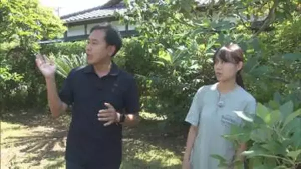 【衝撃】静岡はアボガド栽培“発祥の地”…温暖な伊豆では60年以上前から栽培　県は去年から「産地化プロジェクト」