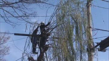 静岡・三島市で師走の風物詩「柳並木の枝打ち」　植木職人が２ｍから３ｍほどに伸びた柳の枝を切り落とす