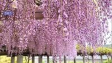 【藤枝PA】公園のような藤棚と朝限定の「地元グルメ・朝ラー」/GW直前　サービスエリア特集①