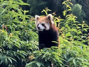 「パンダ」と呼ばれていたのは実はレッサーパンダ!?　9月19日は「国際レッサーパンダデー」　日本平動物園が担う繁殖の重要な役割