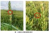 「人間にも有害な【かび毒】引き起こす恐れ「赤かび病」の注意報１１年ぶりに発表　静岡県」の画像1