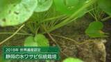 「『わさび栽培発祥の地』静岡市に雨が降らない…わさびがピンチ!　組合長「今すぐ打つ手はない」　生産者「水がないと根も枯れる」」の画像1