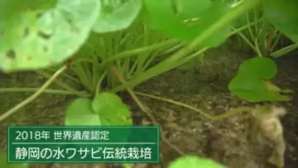 『わさび栽培発祥の地』静岡市に雨が降らない…わさびがピンチ!　組合長「今すぐ打つ手はない」　生産者「水がないと根も枯れる」