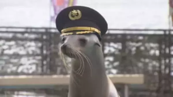 110番の日アシカの「ミクちゃん」が警察署の110番広報隊長に　小学生と警察官の仕事を学ぶ　静岡県警沼津警察署