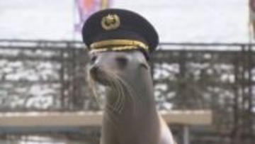 110番の日アシカの「ミクちゃん」が警察署の110番広報隊長に　小学生と警察官の仕事を学ぶ　静岡県警沼津警察署