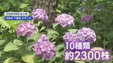 「墨田の花火」って本当にアジサイ?　10種類2300株　沼津御用邸記念公園でアジサイ見頃　静岡・沼津市