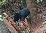 「【クマ】体長1mほどのクマの目撃情報…公園でクマとみられる足跡も　静岡・掛川市」の画像1