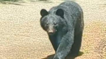 クマと思われる動物目撃　連日出没相次ぐ静岡県裾野市