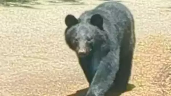 クマと思われる動物目撃　連日出没相次ぐ静岡県裾野市