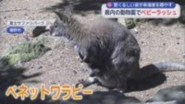 静岡県内の動物園でベビーラッシュ