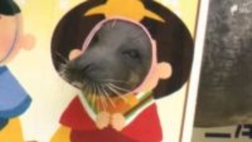 「“みとしー”にまた来たいと思ってもらえるように」アザラシの「ガブ」が大変身！伊豆・三津シーパラダイスでひな祭り限定パフォーマンス＝静岡・沼津市