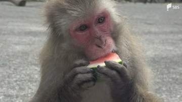 台風、大雨で2度の土砂流入の波勝崎モンキーベイ恒例イベント「夏の味覚」をサルにプレゼント