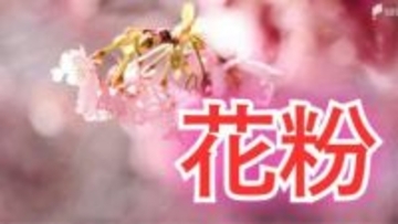 春の厄介者...静岡県内でも「花粉飛散開始」 2月17日は"寒さ戻る"で一部で雪の可能性も=静岡