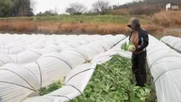 「恵みの雨だがもう少し早く降ってほしかった」117日ぶりの雨もレタス3000玉を廃棄… 急激な気温変化に悩む生産現場＝静岡・三島市