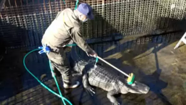 ワニの背中をブラシでゴシゴシ 1年の汚れ落とす年末恒例 ワニ池の大掃除＝静岡・熱川バナナワニ園