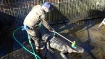 ワニの背中をブラシでゴシゴシ 1年の汚れ落とす年末恒例 ワニ池の大掃除＝静岡・熱川バナナワニ園