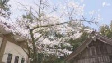 小國神社でサクラ1本が満開に 県内各地でぽかぽか陽気 週末はお花見日和に=静岡・森町