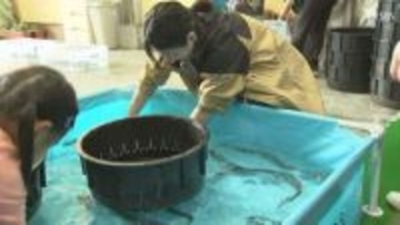 養殖ウナギの産地で「うなぎまつり」にぎわう ミッション成功で「かば焼き」プレゼントも=静岡・吉田町