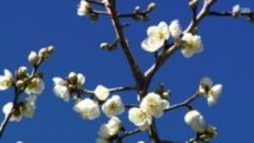 「やっぱきれいだね」立春の静岡市・洞慶院で梅が咲き始める=静岡市・葵区