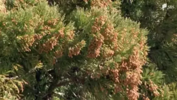 「暖かくなり患者数も一気に増えてきました」スギ花粉ピークで今後はヒノキの花粉も...子どもの花粉症は10年で"倍増" 医師は「鼻に塗るワセリン」推奨＝静岡