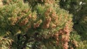 「暖かくなり患者数も一気に増えてきました」スギ花粉ピークで今後はヒノキの花粉も...子どもの花粉症は10年で"倍増" 医師は「鼻に塗るワセリン」推奨＝静岡