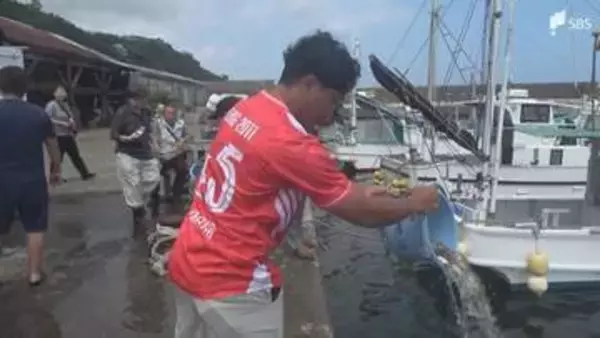 「資源が回復してくれれば」マダイの稚魚約1万6500匹放流 4、5年後には体長30センチ程の成魚に＝静岡・東伊豆町稲取漁港