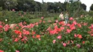 「河津バガテル公園」赤字で民間の指定業者は来春"撤退へ" 新町長は3つの選択肢を検討=静岡・河津町