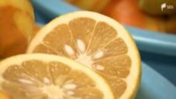 「捨てられるダイダイ」がお酒に！ 皮を活用したリキュール開発 下田の蒸留所が挑むフードロス削減【SDGs】