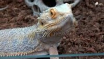 「ポケモンみたい」変わった模様の爬虫類が集合…浜松市動物園で「浜松レプタイルZOO」開催=静岡・浜松市