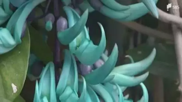 「見たことのない色」珍しい熱帯の植物「ヒスイカズラ」熱川バナナワニ園で見頃=静岡・東伊豆町