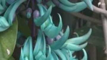 「見たことのない色」珍しい熱帯の植物「ヒスイカズラ」熱川バナナワニ園で見頃=静岡・東伊豆町