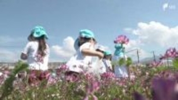 「めっちゃ楽しかった」”ピンクのじゅうたん”のようなレンゲ畑で幼稚園児が花摘み＝静岡・富士市