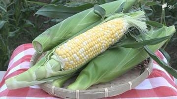 静岡県森町のブランドトウモロコシ「甘々娘」収穫始まる直売所の販売前から200人が行列粒の皮薄く糖度は18～20度＝静岡・森町