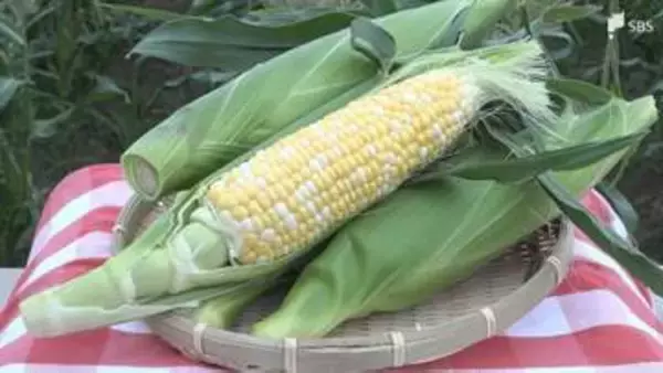 静岡県森町のブランドトウモロコシ「甘々娘」収穫始まる直売所の販売前から200人が行列粒の皮薄く糖度は18～20度＝静岡・森町
