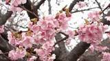 「いよいよ開幕「河津桜まつり」今年は順調に開花 見頃は2月中旬に迎える見込み=静岡・河津町」の画像1