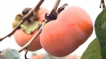 皇室への献上は112回目「森町の次郎柿」 箱詰め作業行う =静岡・森町