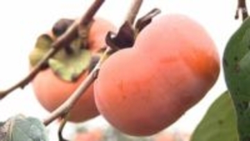 皇室への献上は112回目「森町の次郎柿」 箱詰め作業行う =静岡・森町