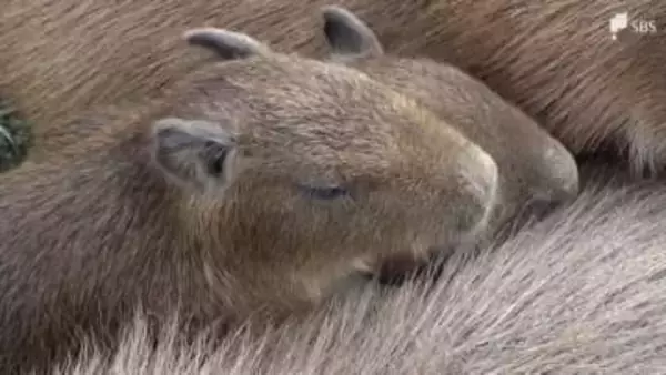 「サクラ」「オグラ」などと命名　伊豆アニマルキングダムで6匹のカピバラの赤ちゃん誕生＝静岡・東伊豆町
