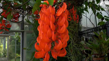 「鮮明な色で、びっくり」 オレンジ色の「オウムカズラ」満開＝静岡・熱川バナナワニ園