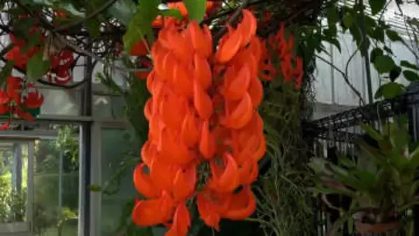 「鮮明な色で、びっくり」 オレンジ色の「オウムカズラ」満開＝静岡・熱川バナナワニ園
